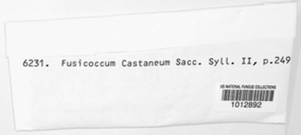 Discella castanea image